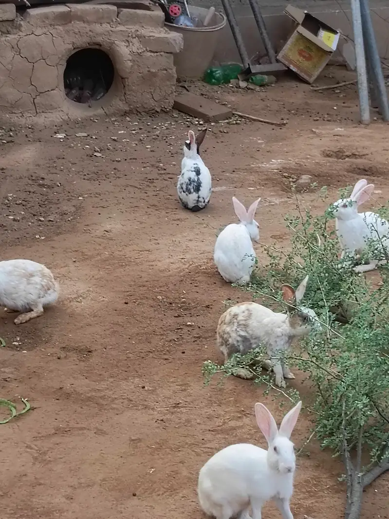 RABBIT FOR SALE — photo 3