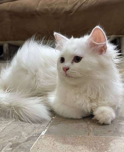 3 months. little train persian cat