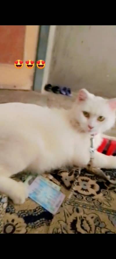 female persian cat