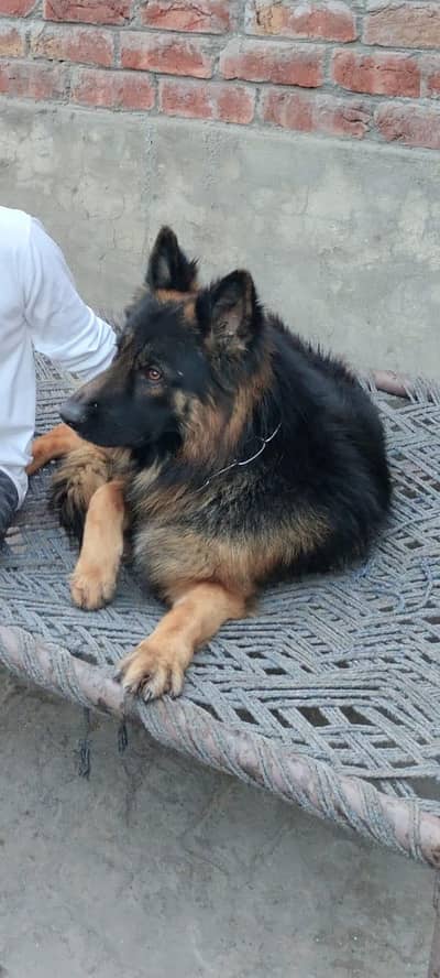 German shepherd for stud