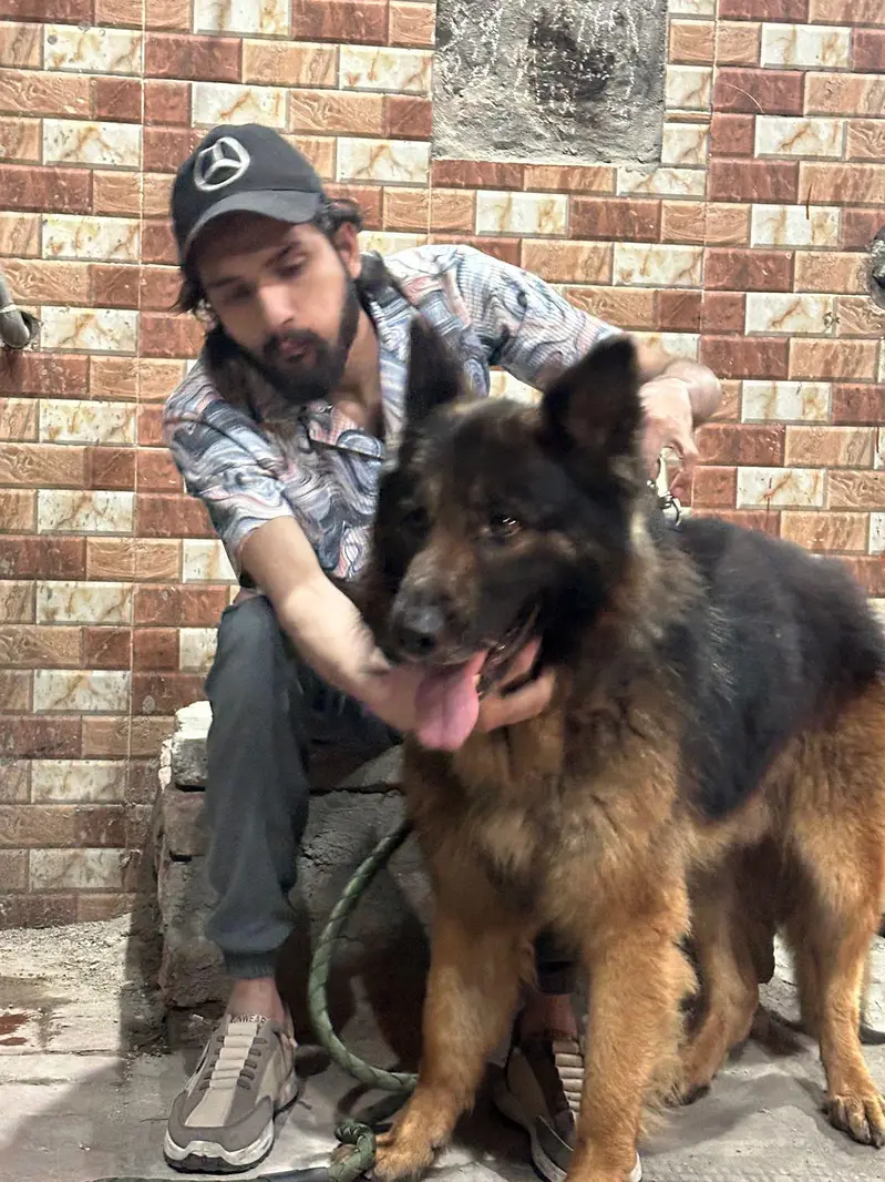 German shepherd for stud — photo 2