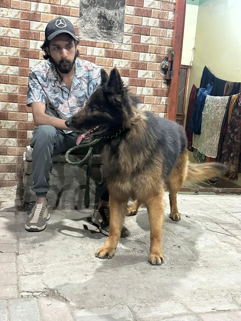 German shepherd for stud — photo 3