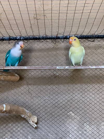 lovebird's different mutation