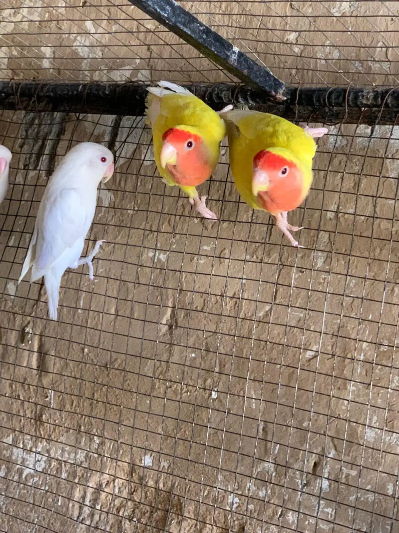 lovebird's different mutation — photo 3