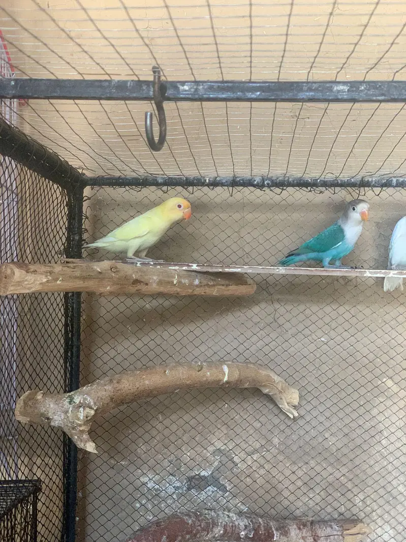lovebird's different mutation — photo 4