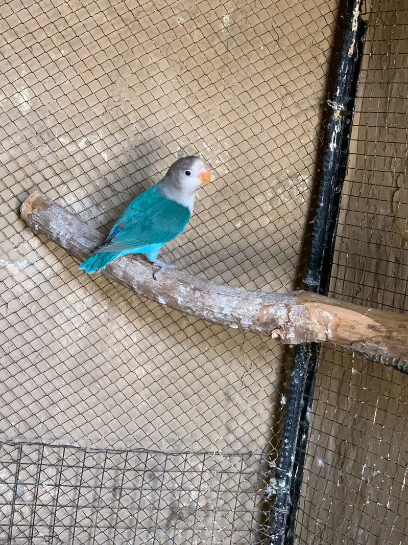lovebird's different mutation — photo 5