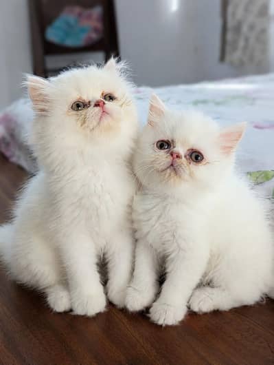 Cat| Kittens | Billi |Persian kittens|White Fluffy Cats|Kitty |Persian