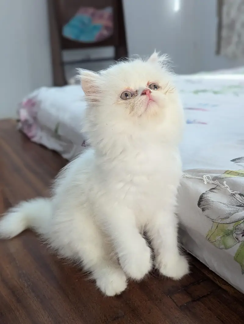 Cat| Kittens | Billi |Persian kittens|White Fluffy Cats|Kitty |Persian — photo 2
