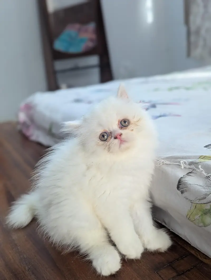 Cat| Kittens | Billi |Persian kittens|White Fluffy Cats|Kitty |Persian — photo 3