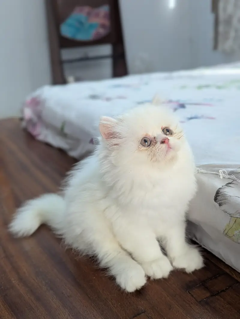 Cat| Kittens | Billi |Persian kittens|White Fluffy Cats|Kitty |Persian — photo 4