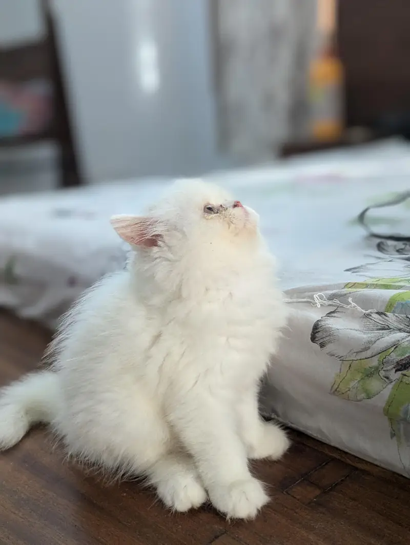 Cat| Kittens | Billi |Persian kittens|White Fluffy Cats|Kitty |Persian — photo 5