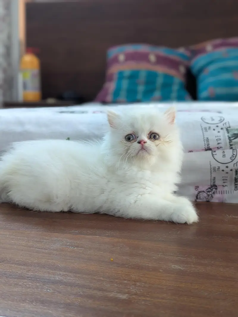 Cat| Kittens | Billi |Persian kittens|White Fluffy Cats|Kitty |Persian — photo 6