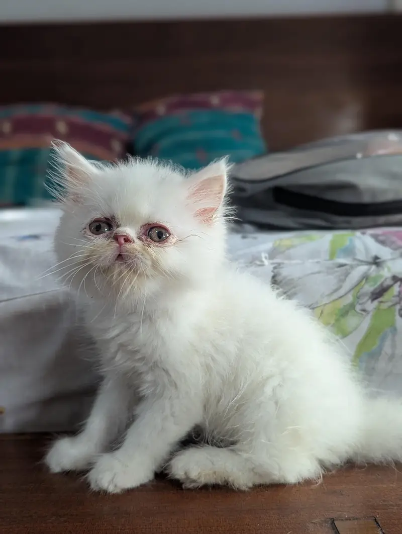 Cat| Kittens | Billi |Persian kittens|White Fluffy Cats|Kitty |Persian — photo 7