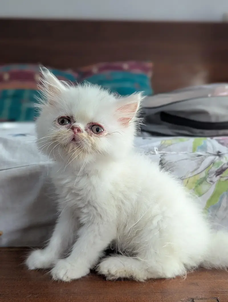 Cat| Kittens | Billi |Persian kittens|White Fluffy Cats|Kitty |Persian — photo 8