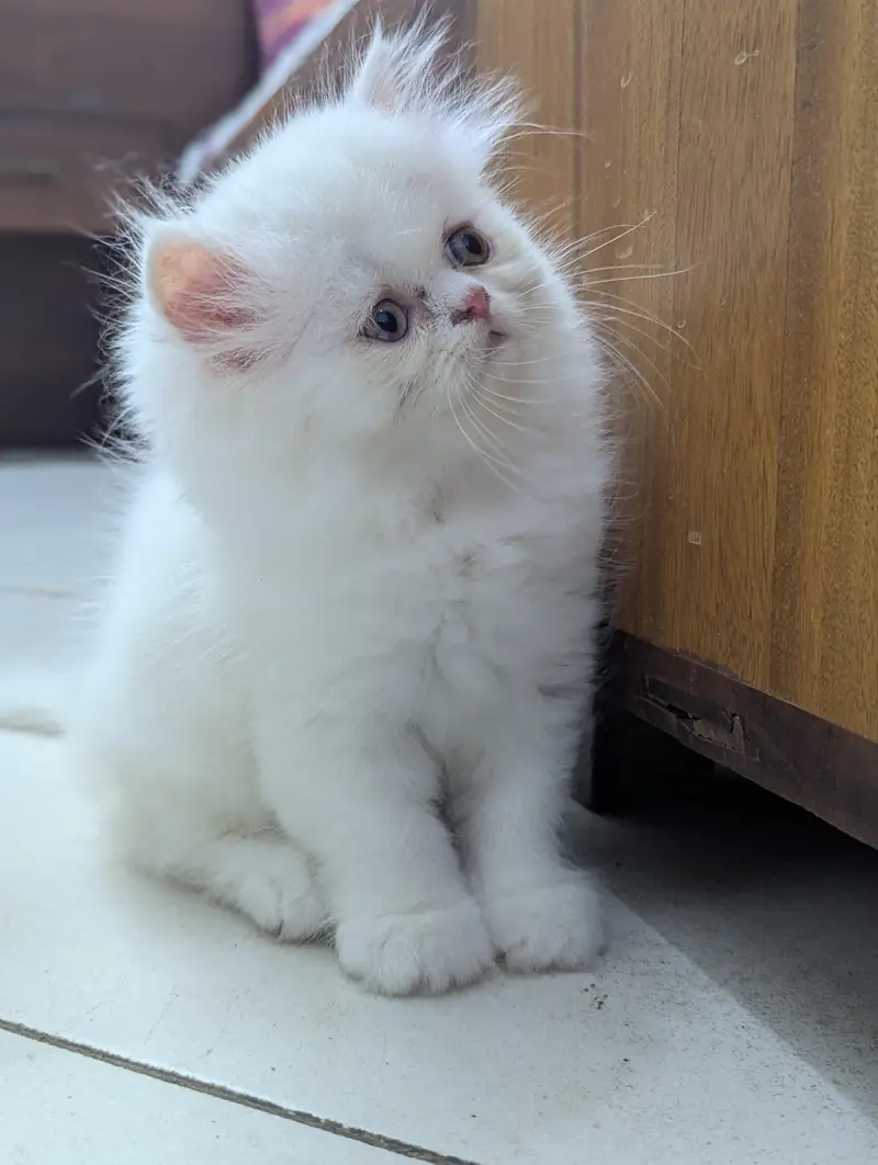 Cat| Kittens | Billi |Persian kittens|White Fluffy Cats|Kitty |Persian — photo 9