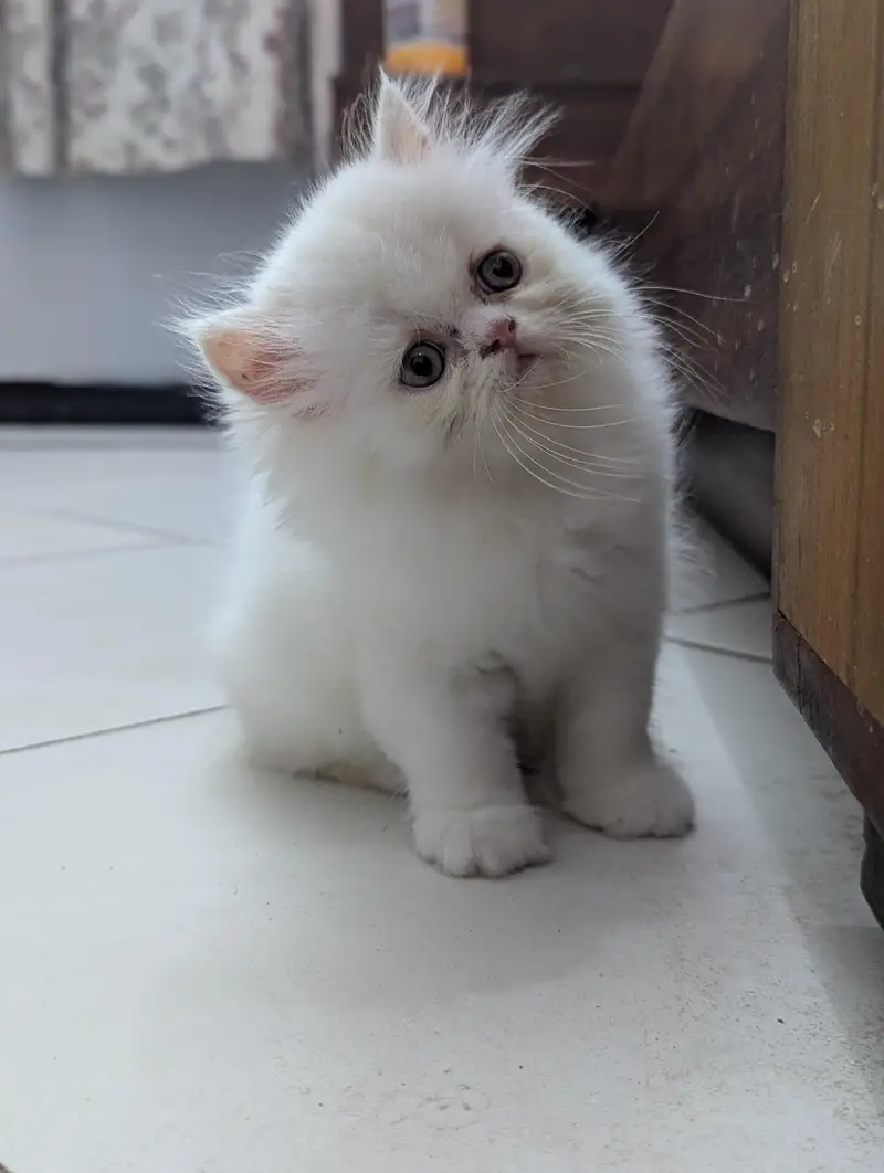 Cat| Kittens | Billi |Persian kittens|White Fluffy Cats|Kitty |Persian — photo 10