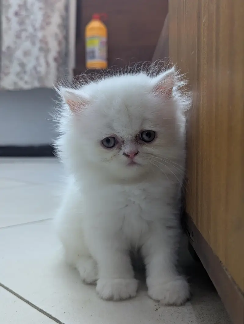 Cat| Kittens | Billi |Persian kittens|White Fluffy Cats|Kitty |Persian — photo 11