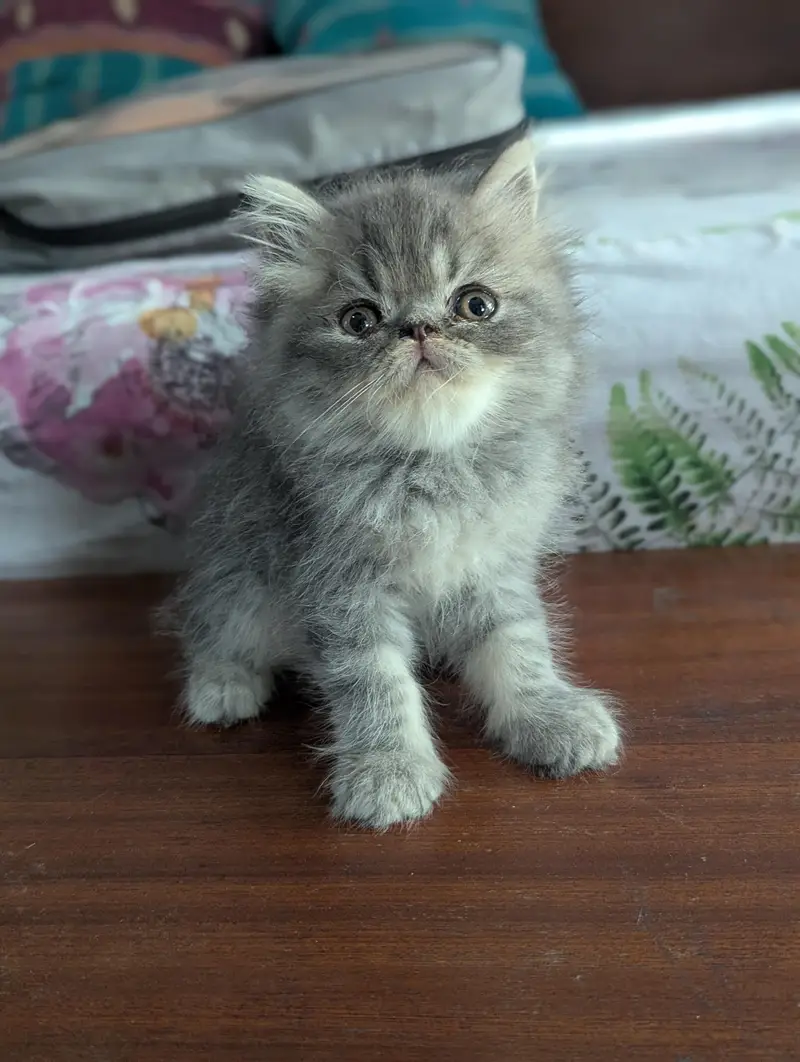 Cat| Kittens | Billi |Persian kittens|White Fluffy Cats|Kitty |Persian — photo 12