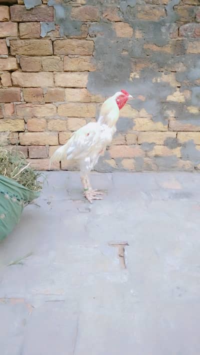Male for sale breeder