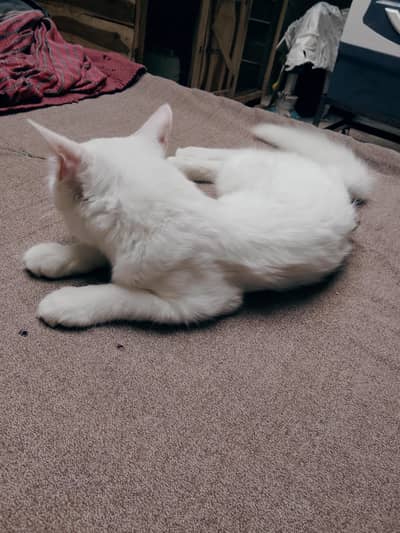 My cute cat