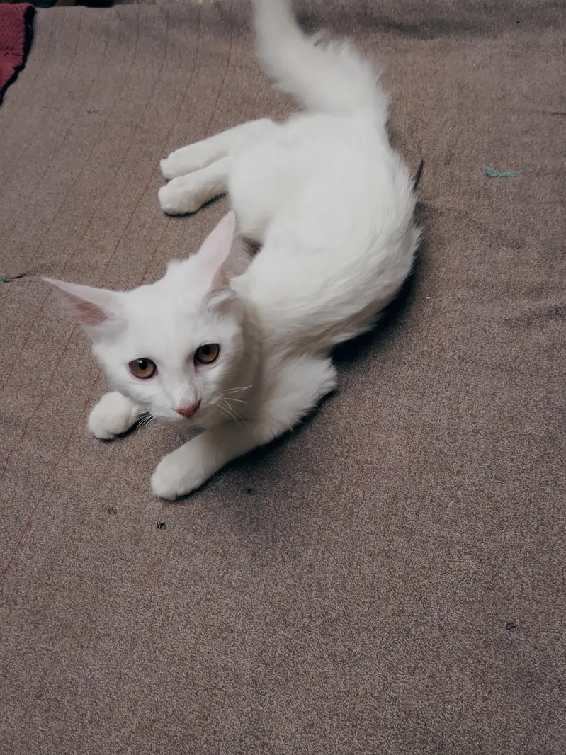 My cute cat — photo 2