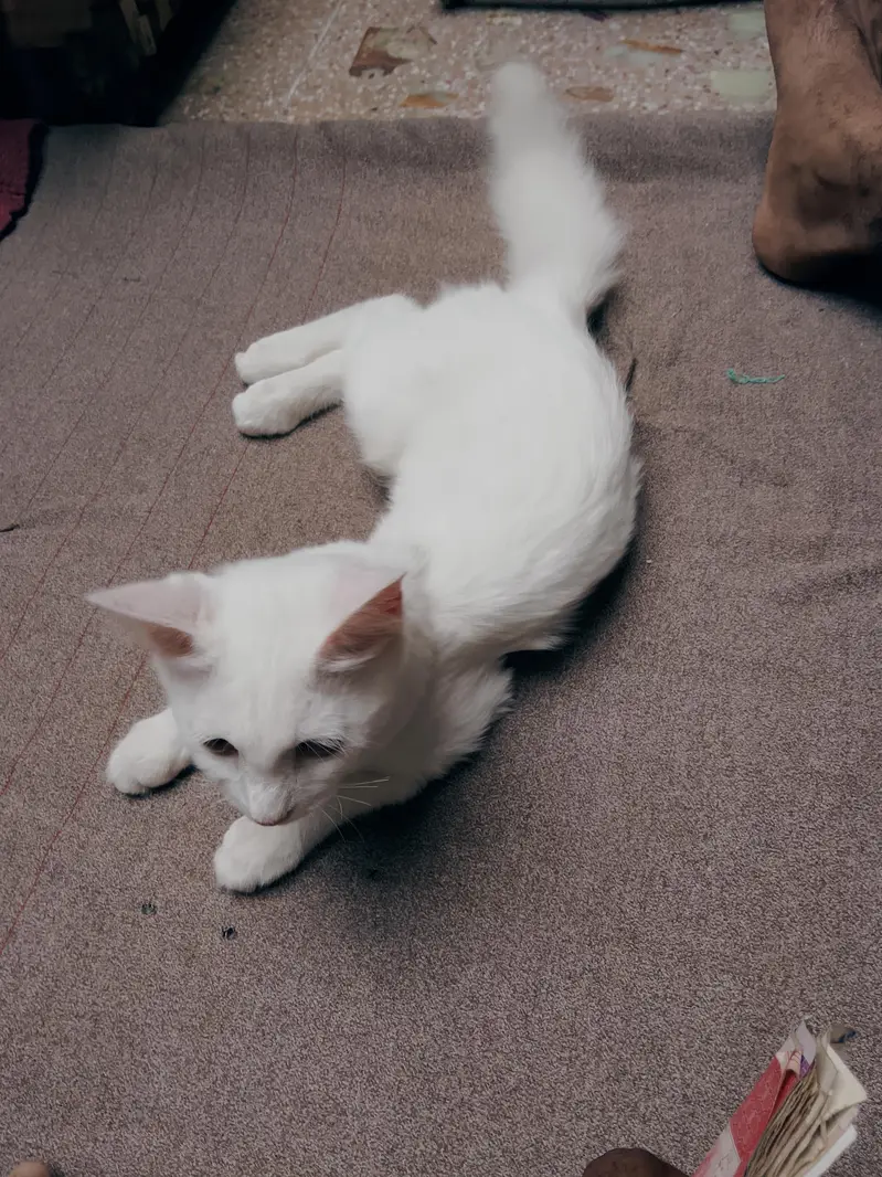 My cute cat — photo 3