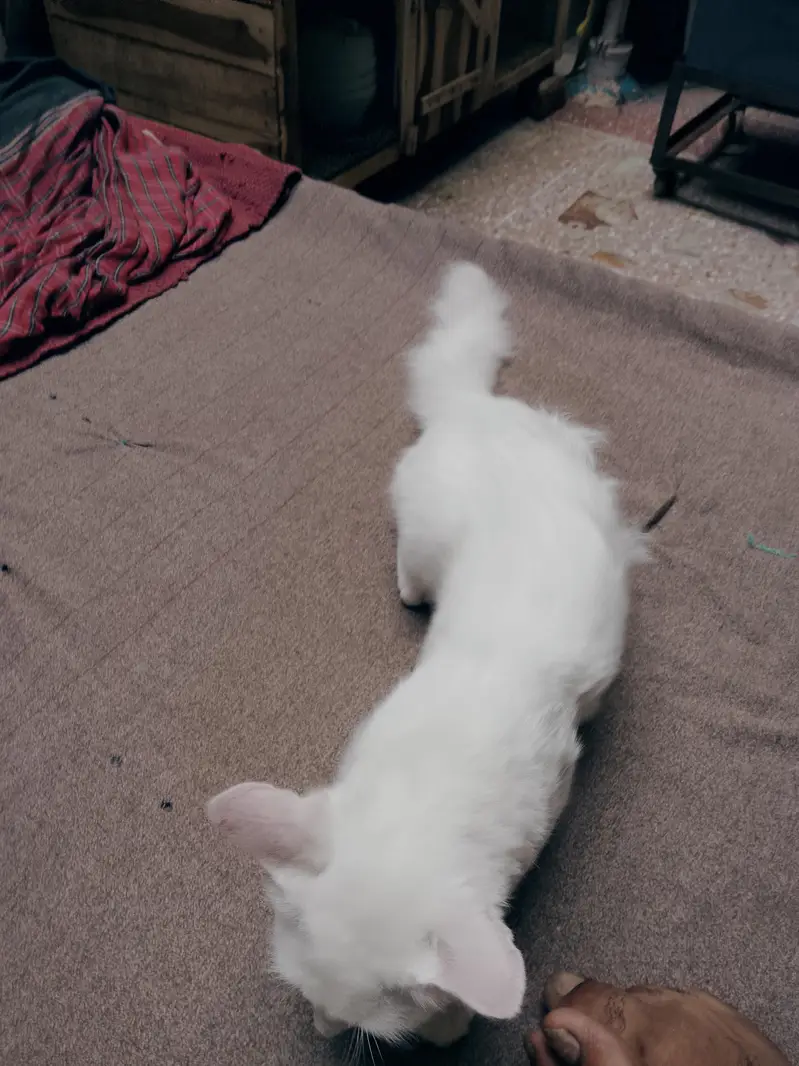 My cute cat — photo 4