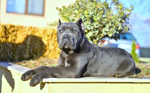 Cane Corso Puppies Available