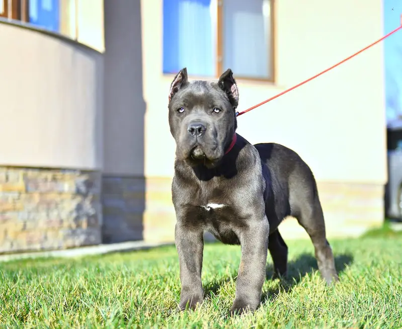 Cane Corso Puppies Available — photo 2