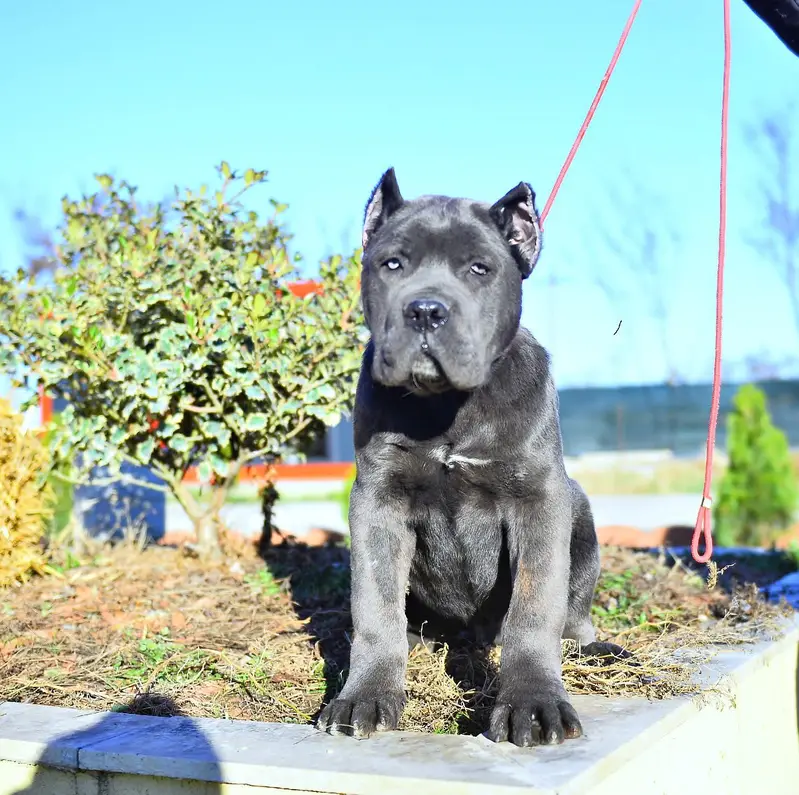 Cane Corso Puppies Available — photo 3