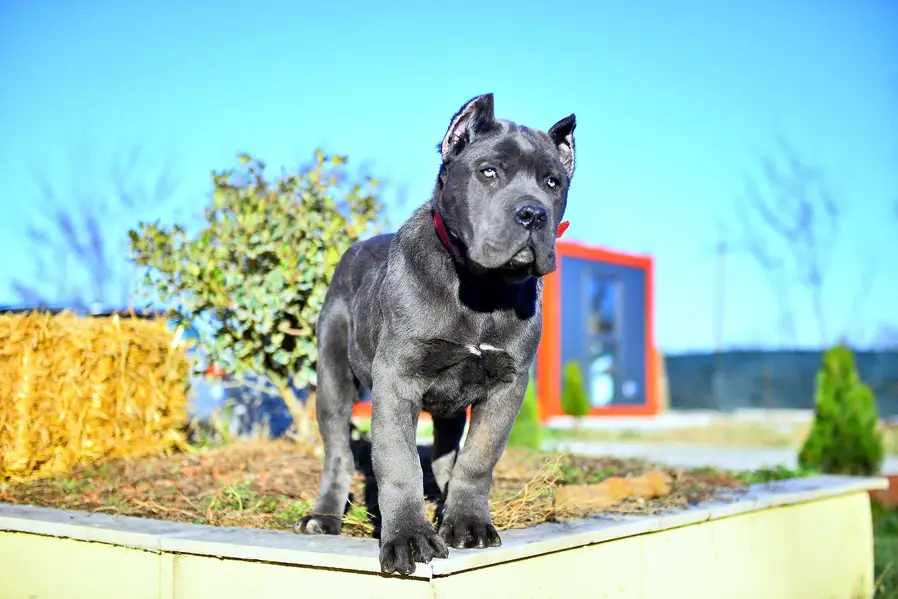 Cane Corso Puppies Available — photo 4
