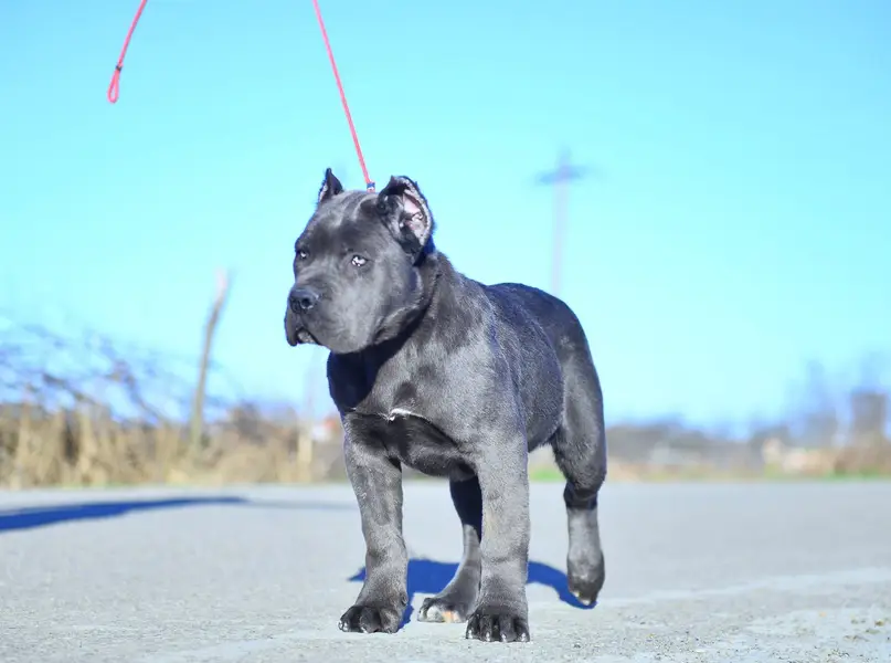 Cane Corso Puppies Available — photo 5