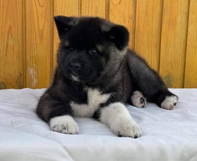 American Akita Puppies