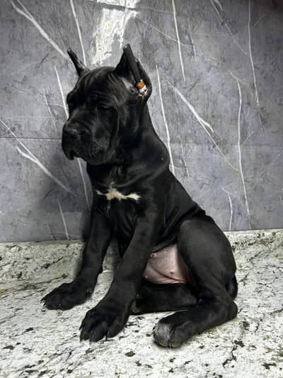 Cane Corso puppies