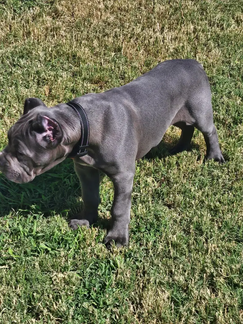 Cane Corso puppies — photo 2