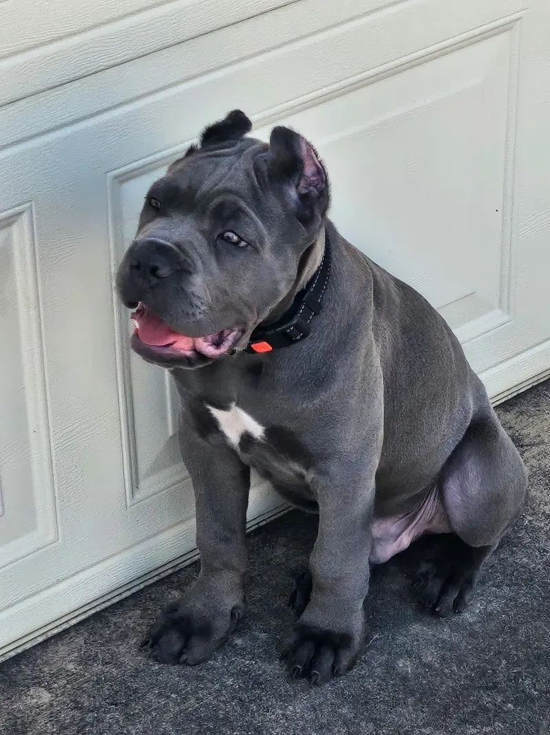 Cane Corso puppies — photo 3