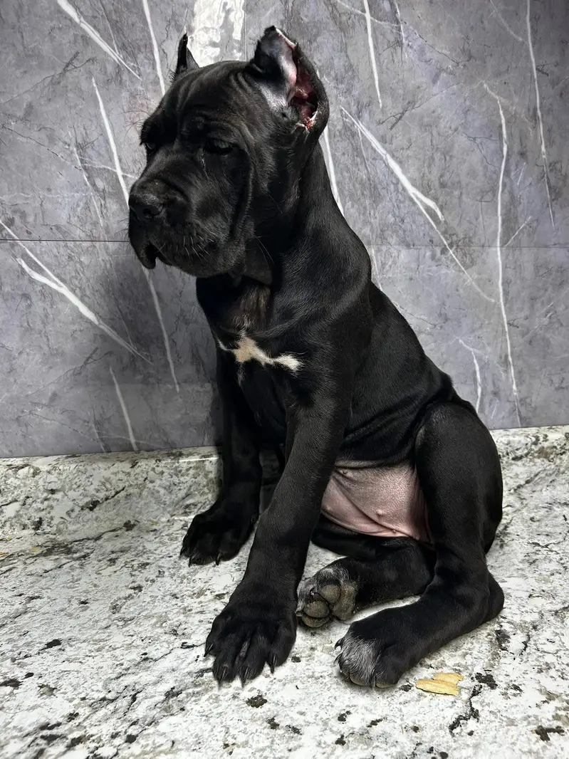 Cane Corso puppies — photo 4