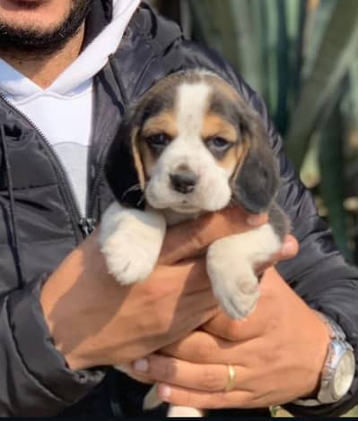 Beagle Puppies