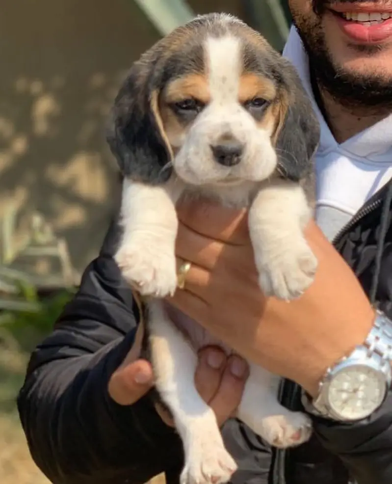 Beagle Puppies — photo 2
