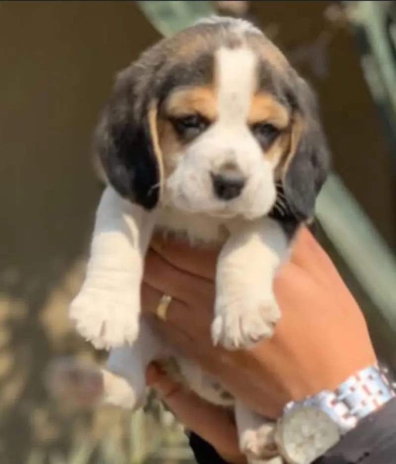 Beagle Puppies — photo 3