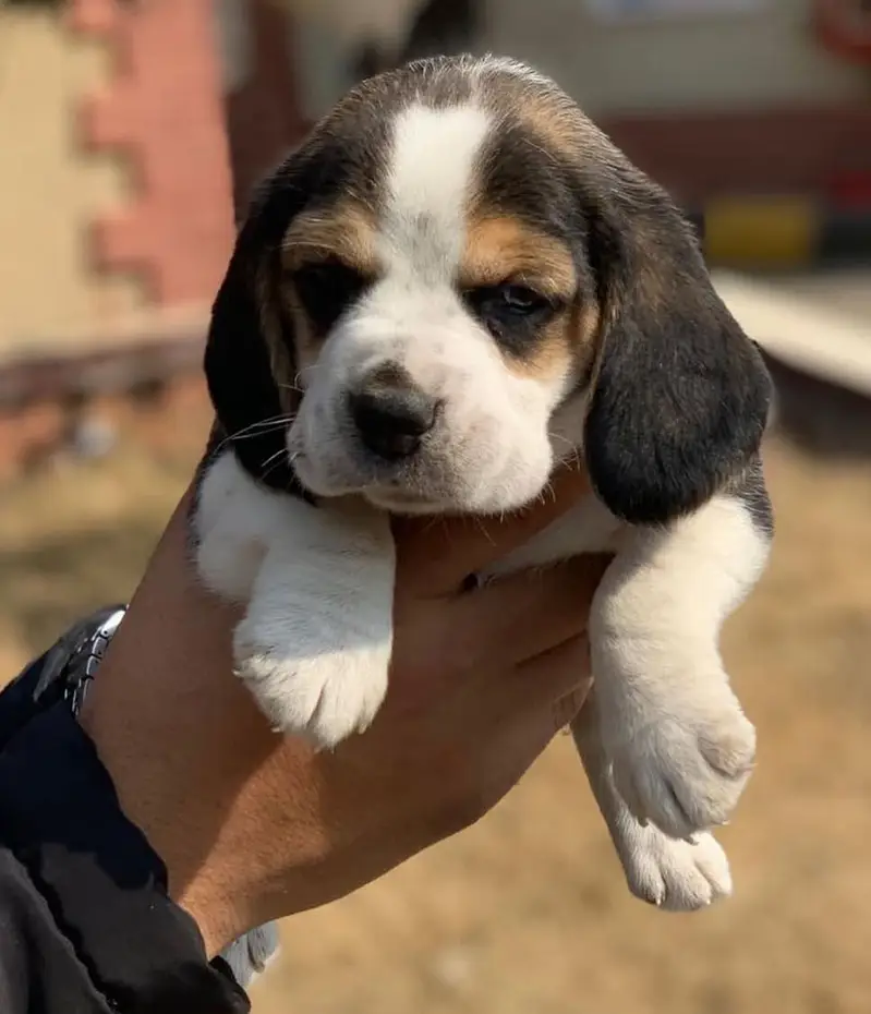 Beagle Puppies — photo 4