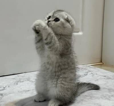 Scottish Fold Kittens Available