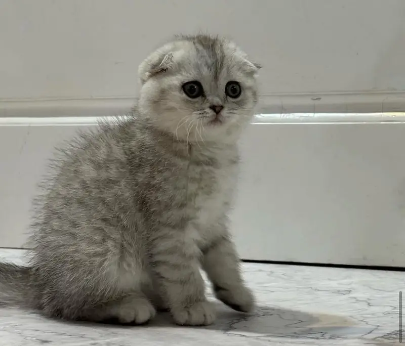 Scottish Fold Kittens Available — photo 2
