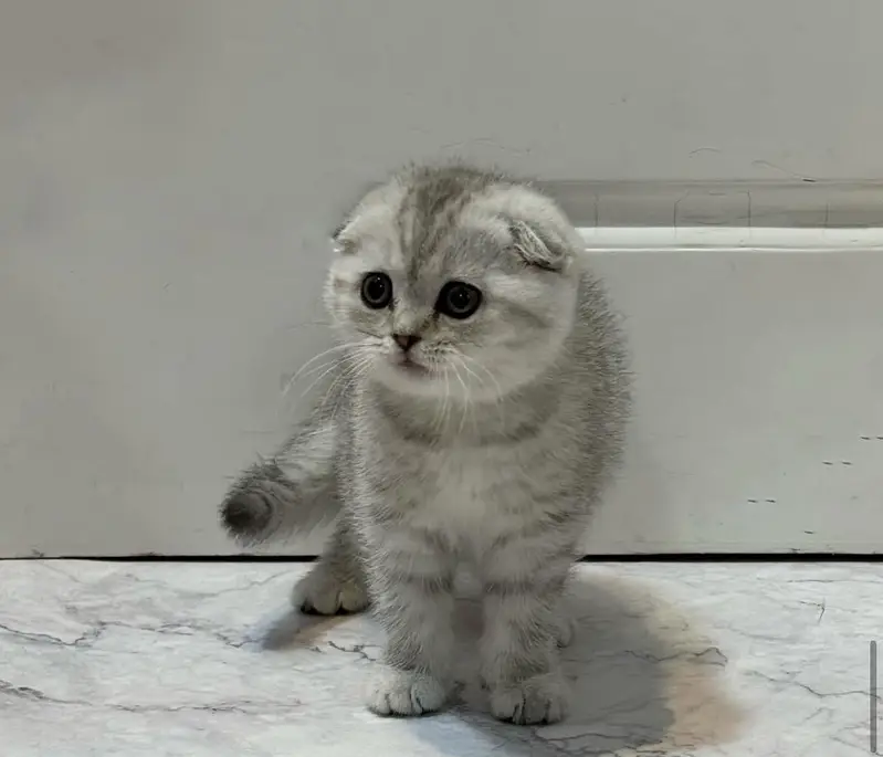 Scottish Fold Kittens Available — photo 3