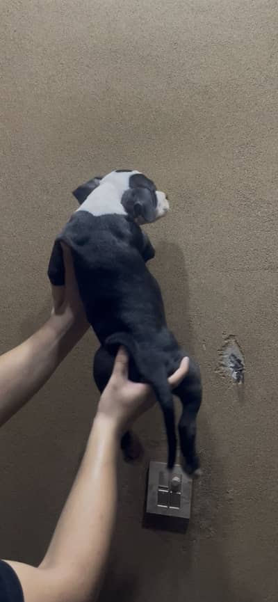 (Americanbully/pitbull) pups/puppies