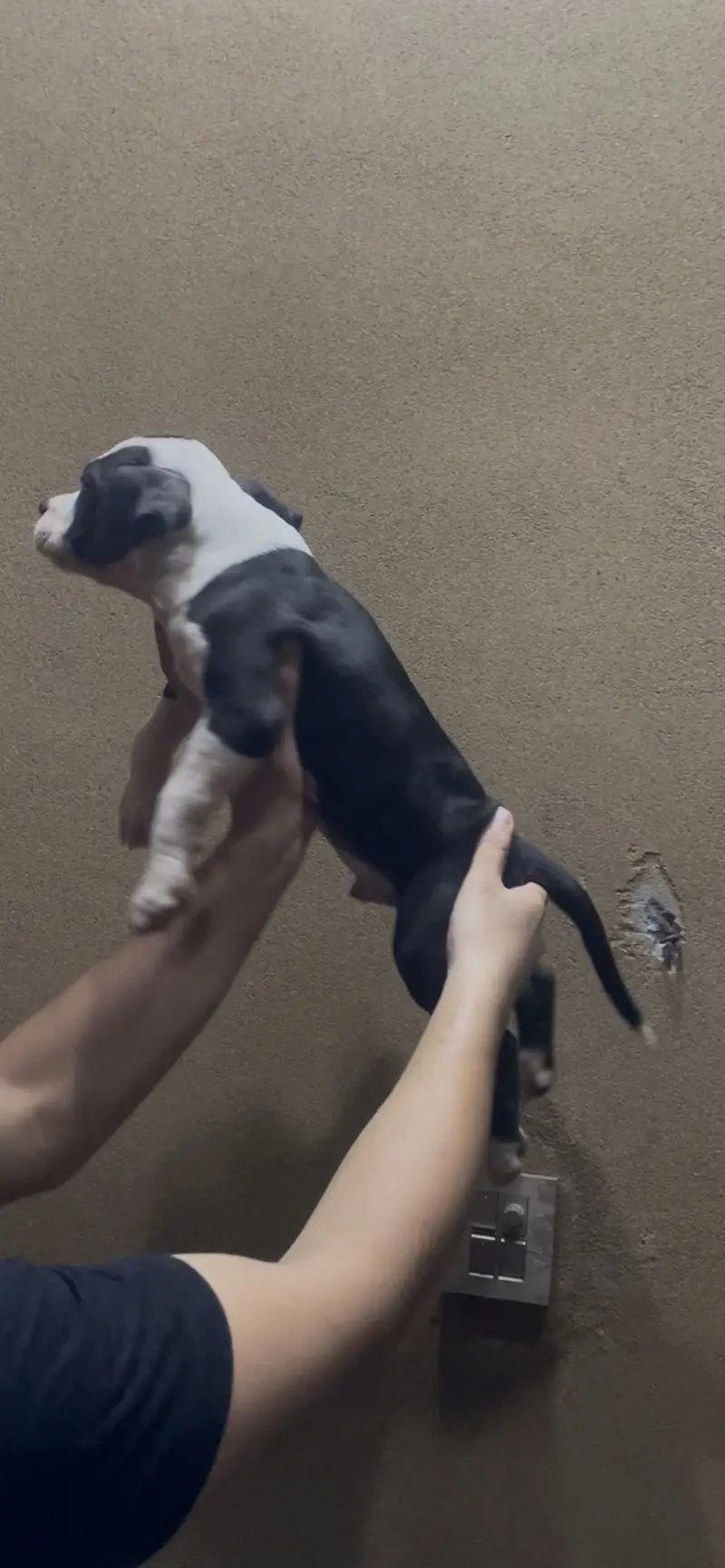 (Americanbully/pitbull) pups/puppies — photo 2