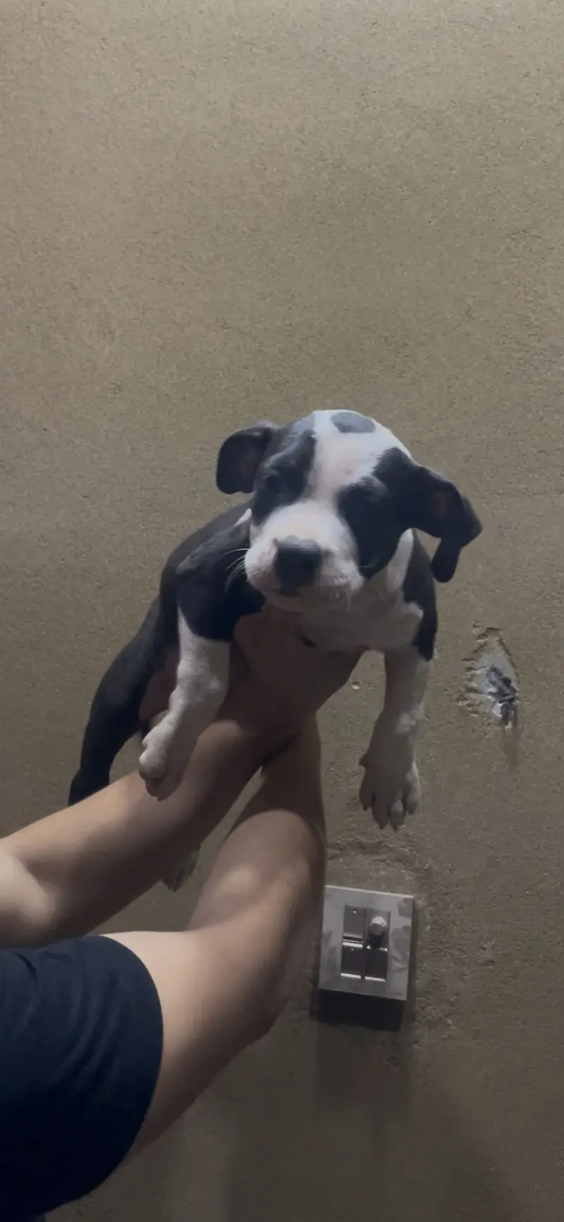 (Americanbully/pitbull) pups/puppies — photo 3