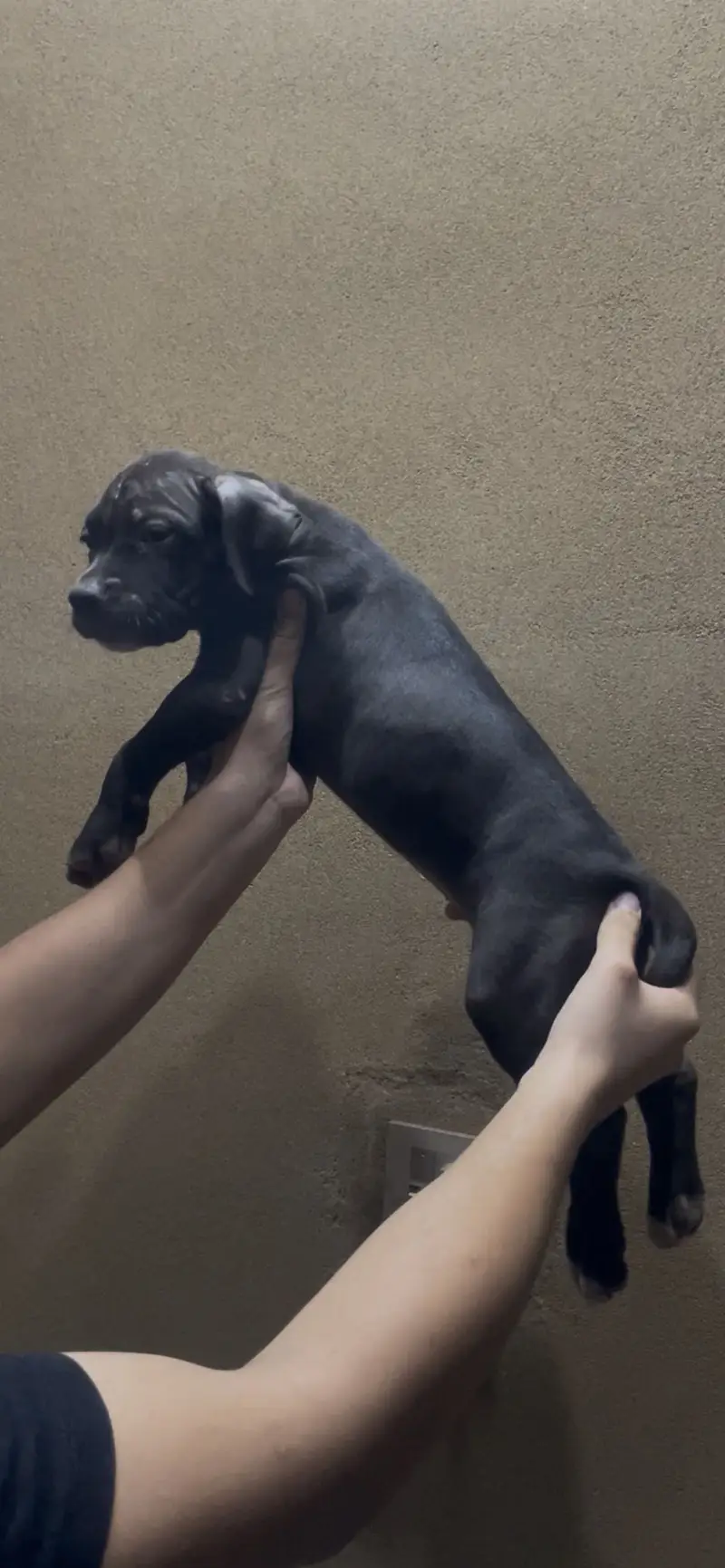 (Americanbully/pitbull) pups/puppies — photo 4