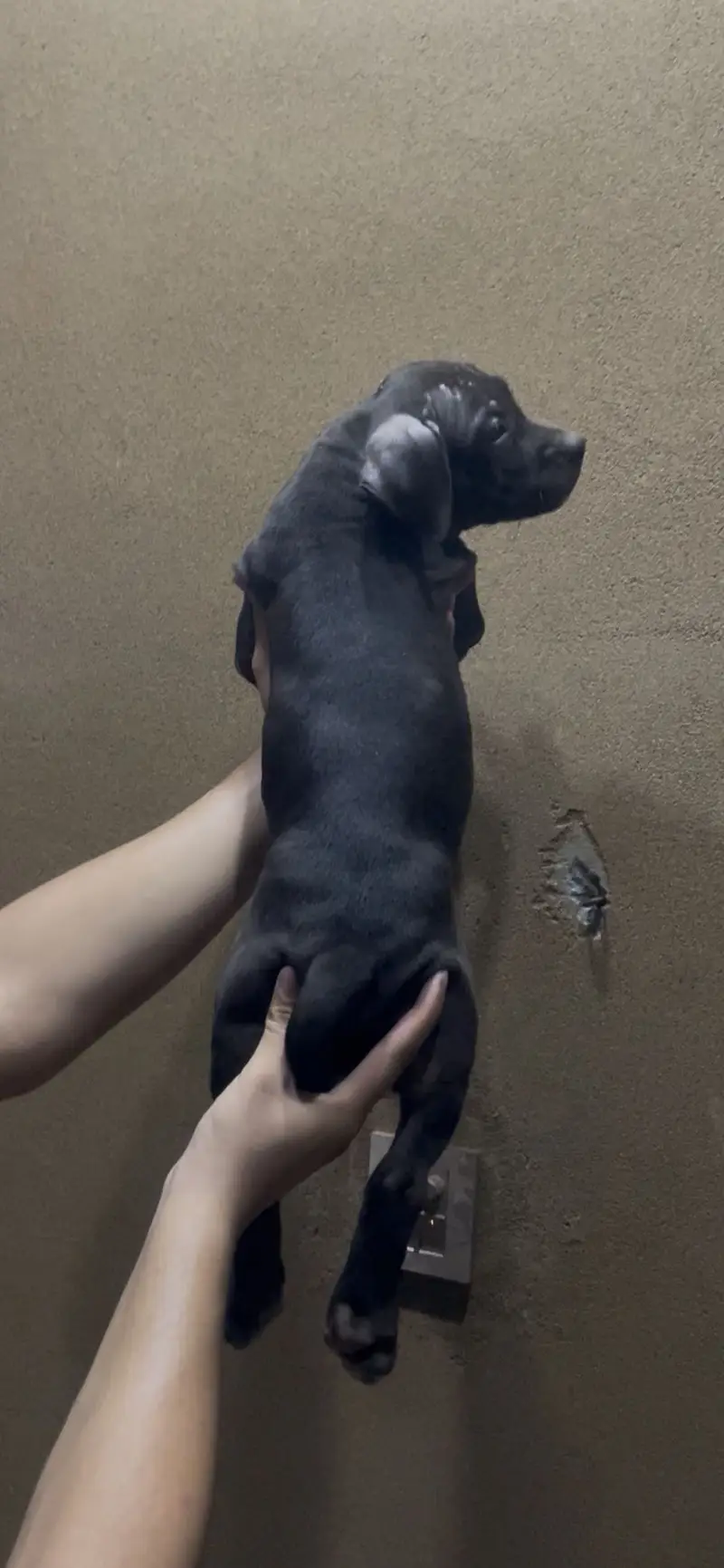 (Americanbully/pitbull) pups/puppies — photo 5