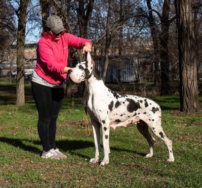 Great Dane Puppies